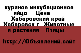куриное инкубационное яйцо  › Цена ­ 50 - Хабаровский край, Хабаровск г. Животные и растения » Птицы   